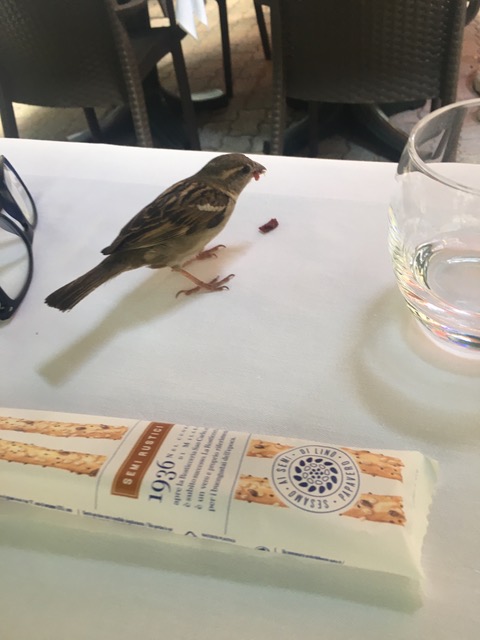 Uccellino